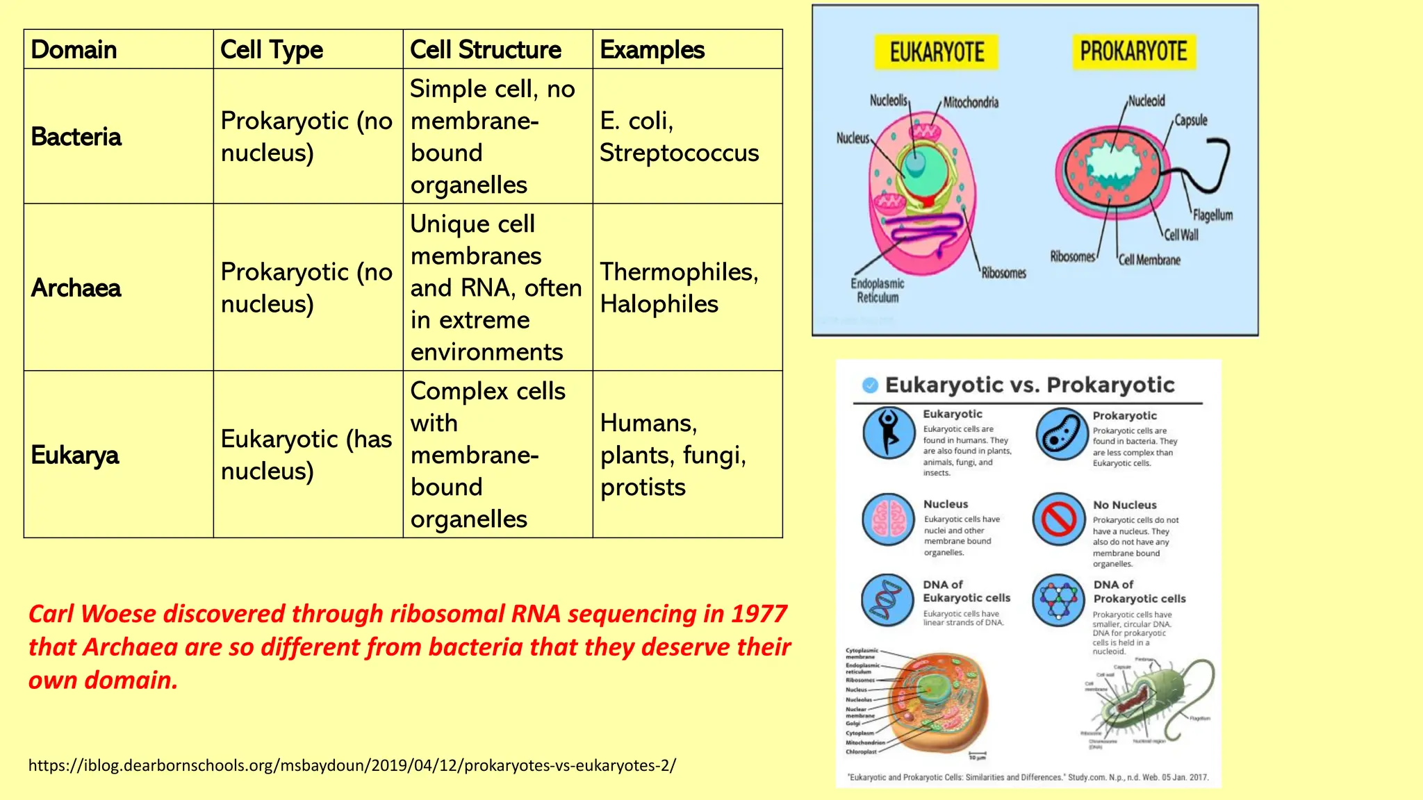 https://iblog.dearbornschools.org/msbaydoun/2019/04/12/prokaryotes-vs-eukaryotes-2/
Domain Cell Type Cell Structure Examples
Bacteria
Prokaryotic (no
nucleus)
Simple cell, no
membrane-
bound
organelles
E. coli,
Streptococcus
Archaea
Prokaryotic (no
nucleus)
Unique cell
membranes
and RNA, often
in extreme
environments
Thermophiles,
Halophiles
Eukarya
Eukaryotic (has
nucleus)
Complex cells
with
membrane-
bound
organelles
Humans,
plants, fungi,
protists
Carl Woese discovered through ribosomal RNA sequencing in 1977
that Archaea are so different from bacteria that they deserve their
own domain.
 