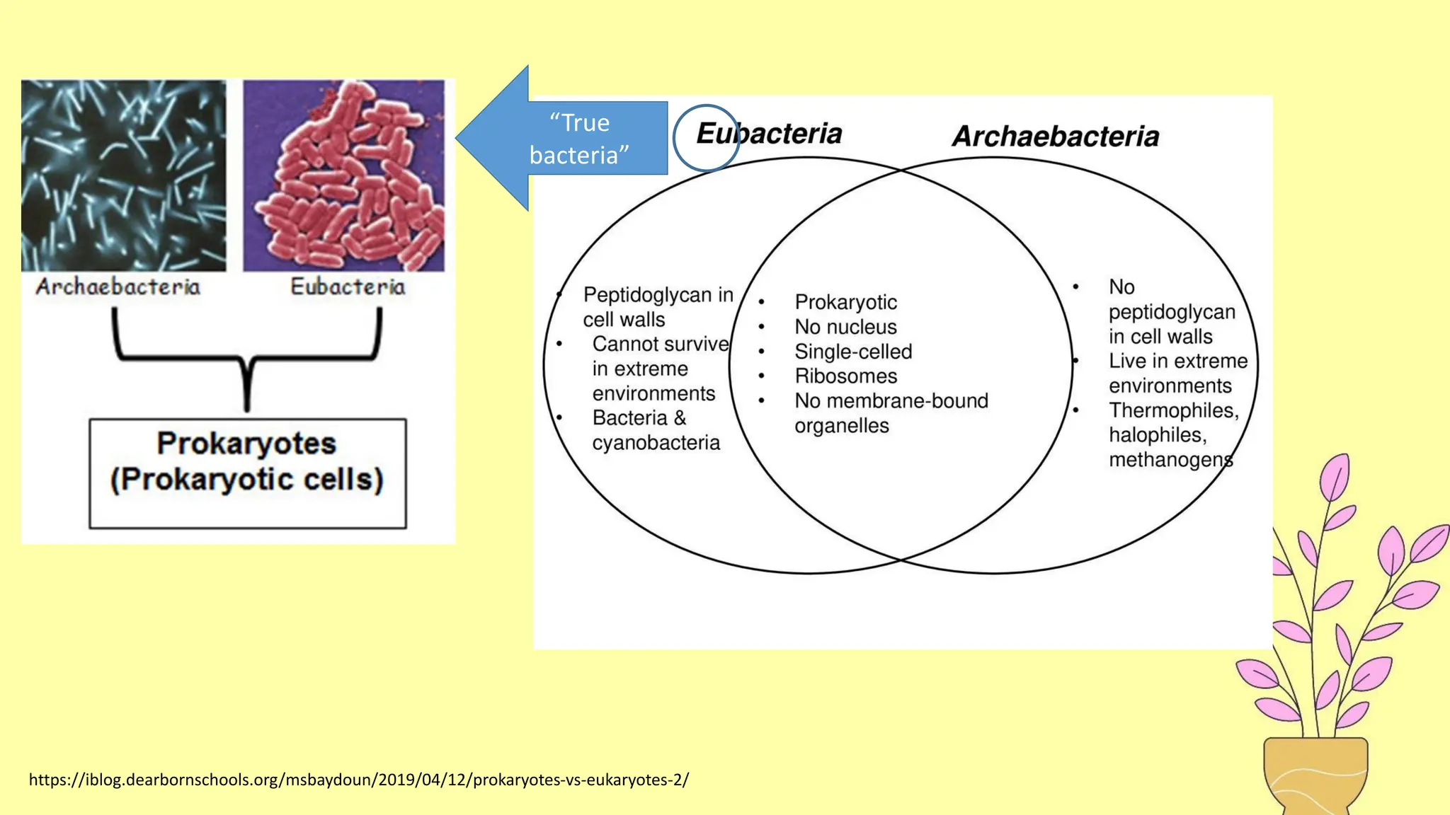 https://iblog.dearbornschools.org/msbaydoun/2019/04/12/prokaryotes-vs-eukaryotes-2/
“True
bacteria”
 