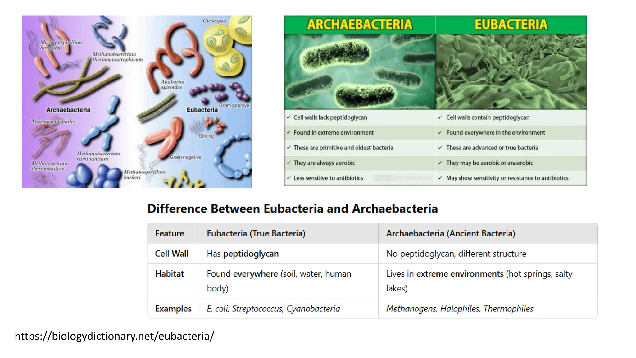 https://biologydictionary.net/eubacteria/
 