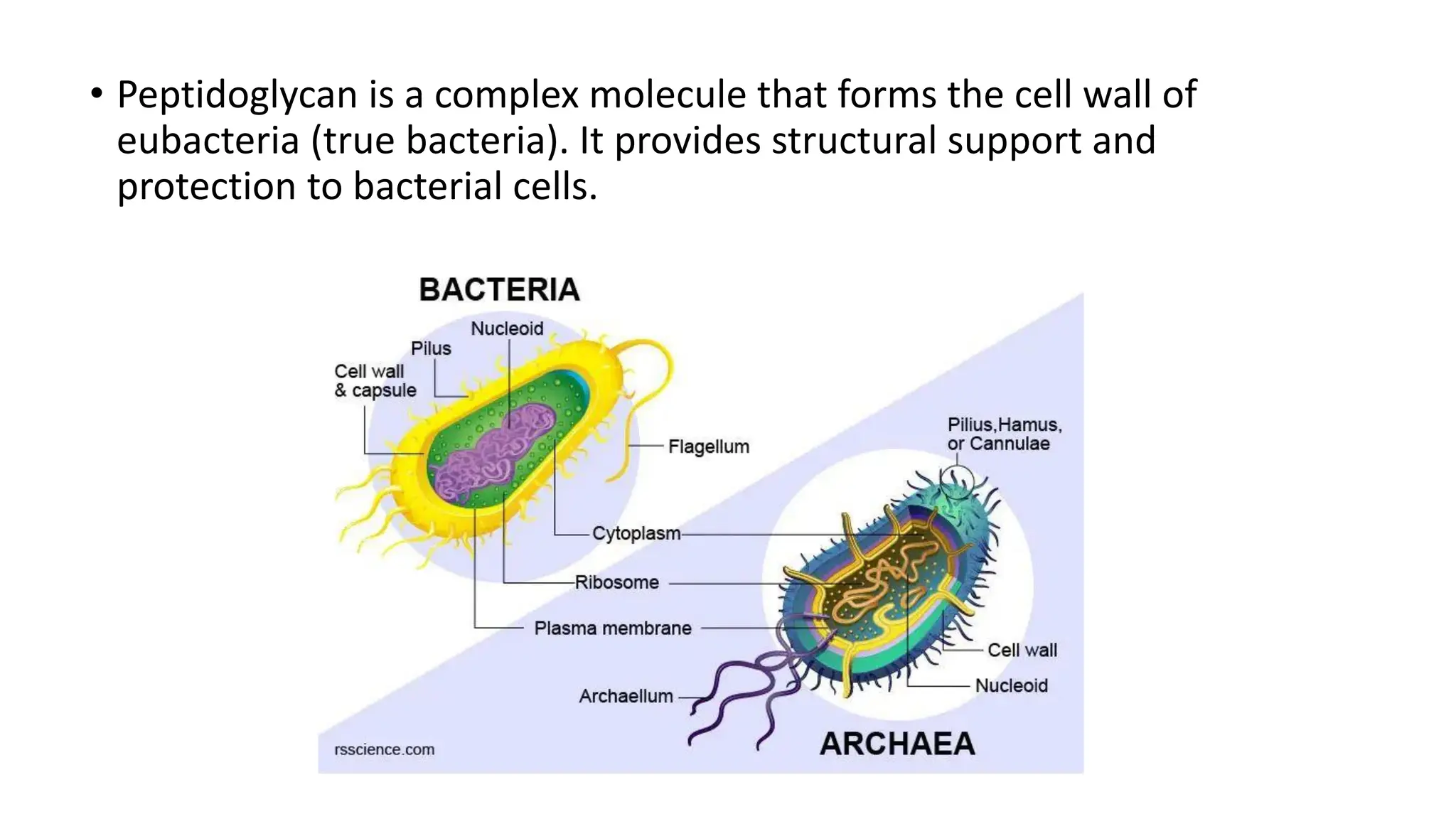 • Peptidoglycan is a complex molecule that forms the cell wall of
eubacteria (true bacteria). It provides structural support and
protection to bacterial cells.
 
