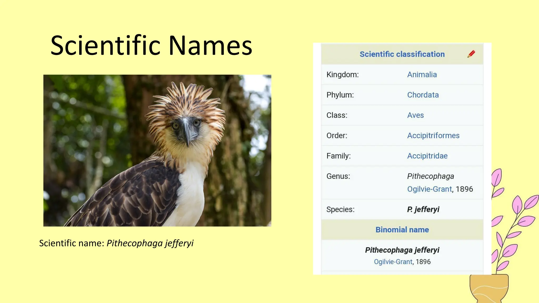 Scientific Names
Scientific name: Pithecophaga jefferyi
 