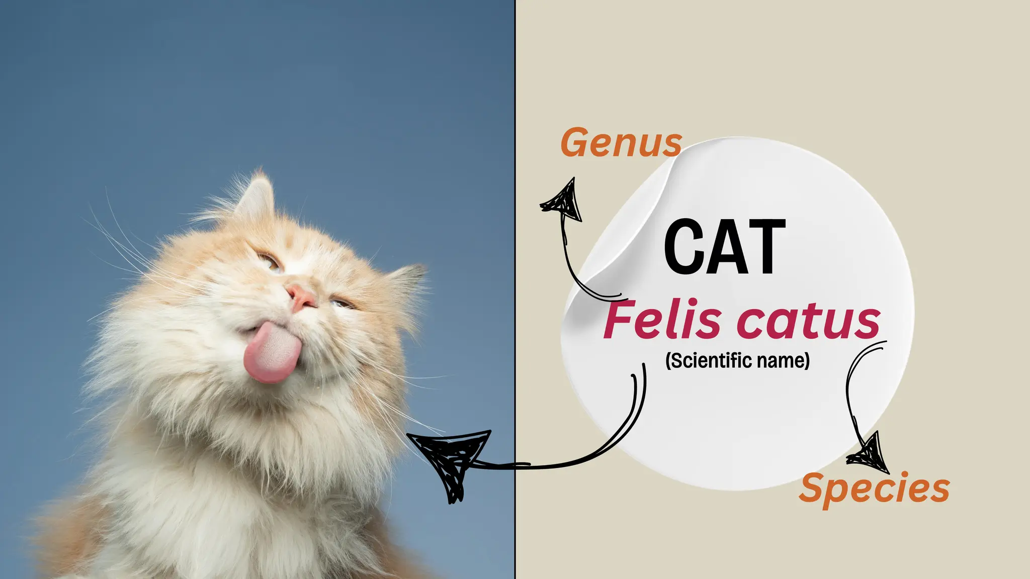 CAT
Felis catus
Species
Genus
(Scientific name)
 