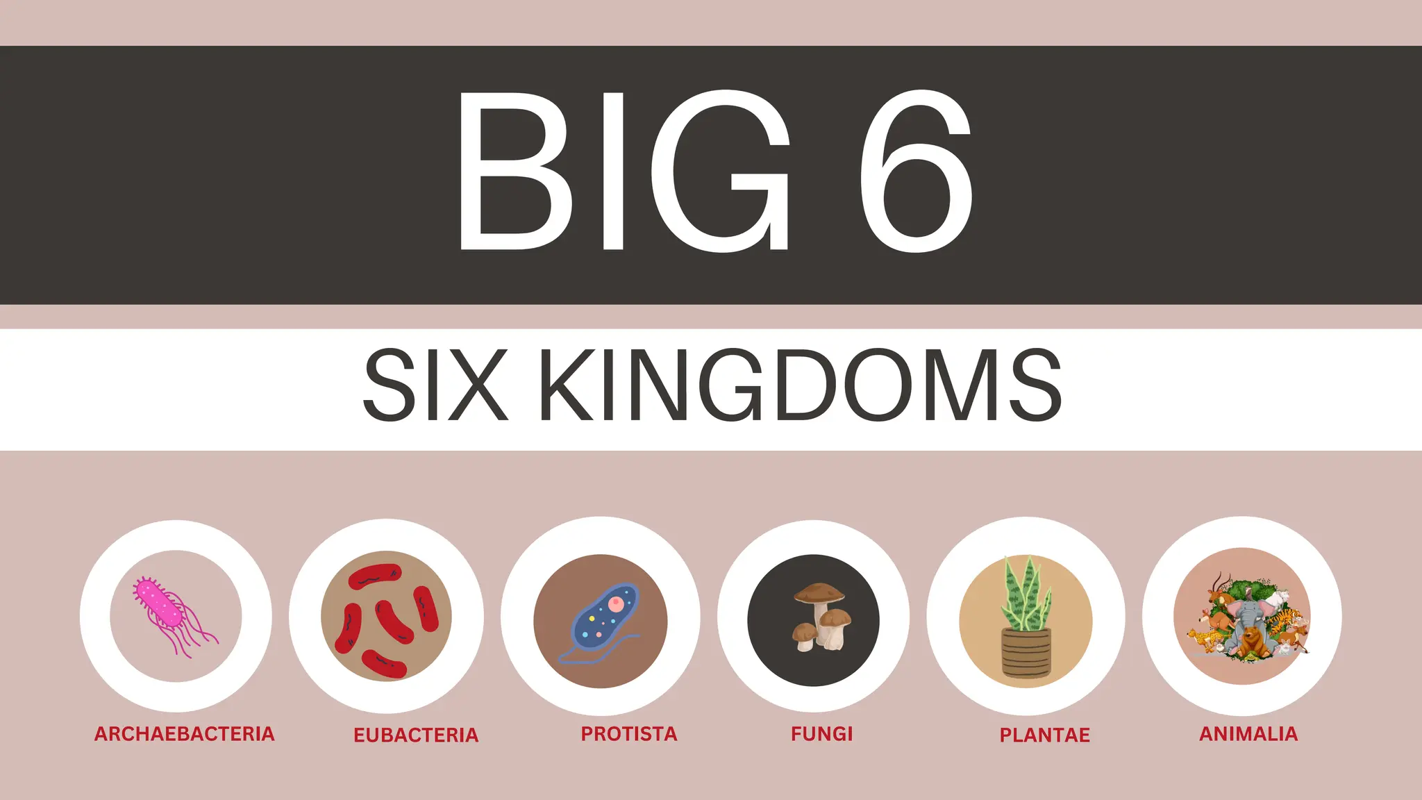 ARCHAEBACTERIA EUBACTERIA PROTISTA FUNGI PLANTAE ANIMALIA
 