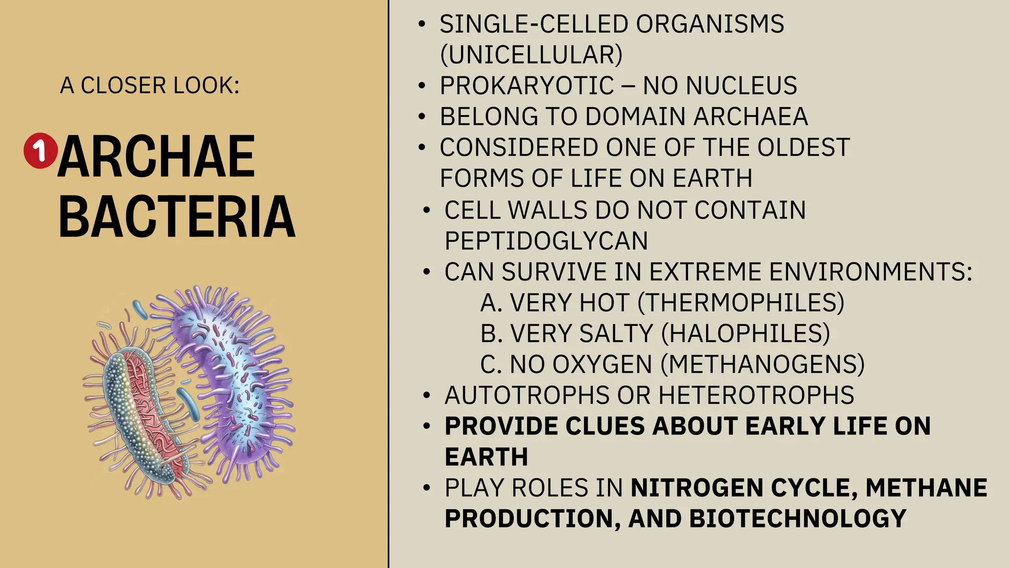 A CLOSER LOOK:
ARCHAE
BACTERIA
• SINGLE-CELLED ORGANISMS
(UNICELLULAR)
• PROKARYOTIC – NO NUCLEUS
• BELONG TO DOMAIN ARCHAEA
• CONSIDERED ONE OF THE OLDEST
FORMS OF LIFE ON EARTH
• CELL WALLS DO NOT CONTAIN
PEPTIDOGLYCAN
• CAN SURVIVE IN EXTREME ENVIRONMENTS:
A. VERY HOT (THERMOPHILES)
B. VERY SALTY (HALOPHILES)
C. NO OXYGEN (METHANOGENS)
• AUTOTROPHS OR HETEROTROPHS
• PROVIDE CLUES ABOUT EARLY LIFE ON
EARTH
• PLAY ROLES IN NITROGEN CYCLE, METHANE
PRODUCTION, AND BIOTECHNOLOGY
 