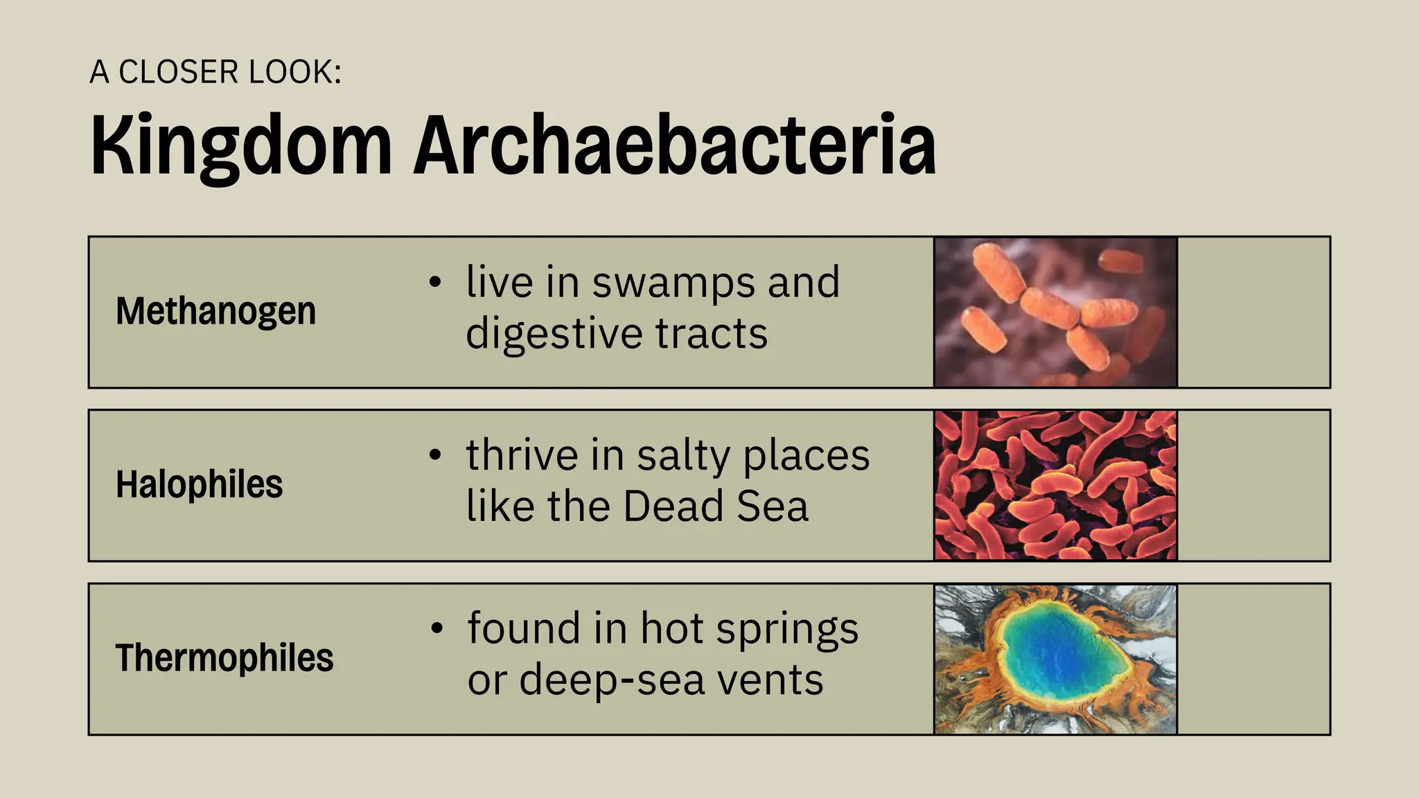 Kingdom Archaebacteria
Methanogen
• live in swamps and
digestive tracts
A CLOSER LOOK:
Halophiles
Thermophiles
• thrive in salty places
like the Dead Sea
• found in hot springs
or deep-sea vents
 