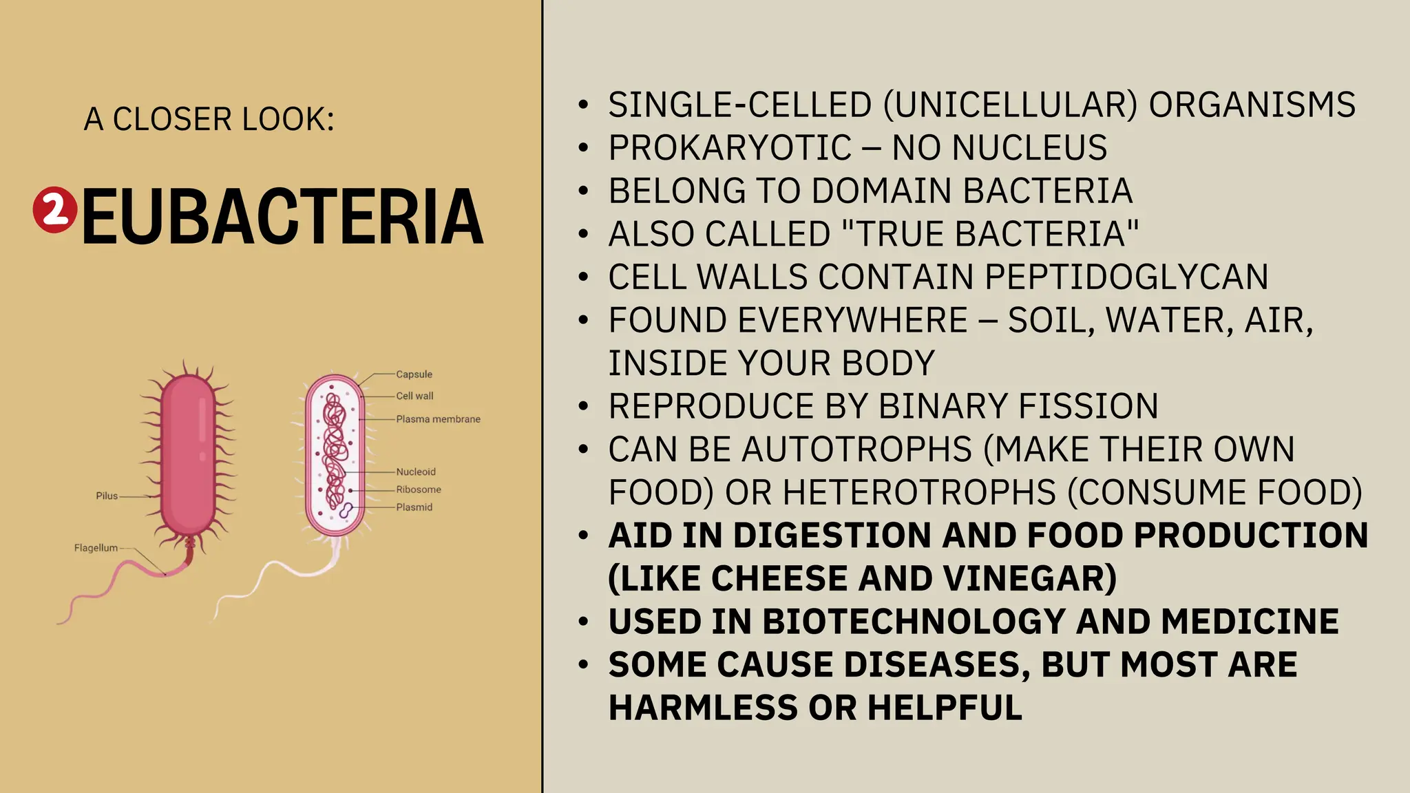 • SINGLE-CELLED (UNICELLULAR) ORGANISMS
• PROKARYOTIC – NO NUCLEUS
• BELONG TO DOMAIN BACTERIA
• ALSO CALLED "TRUE BACTERIA"
• CELL WALLS CONTAIN PEPTIDOGLYCAN
• FOUND EVERYWHERE – SOIL, WATER, AIR,
INSIDE YOUR BODY
• REPRODUCE BY BINARY FISSION
• CAN BE AUTOTROPHS (MAKE THEIR OWN
FOOD) OR HETEROTROPHS (CONSUME FOOD)
• AID IN DIGESTION AND FOOD PRODUCTION
(LIKE CHEESE AND VINEGAR)
• USED IN BIOTECHNOLOGY AND MEDICINE
• SOME CAUSE DISEASES, BUT MOST ARE
HARMLESS OR HELPFUL
A CLOSER LOOK:
EUBACTERIA
 