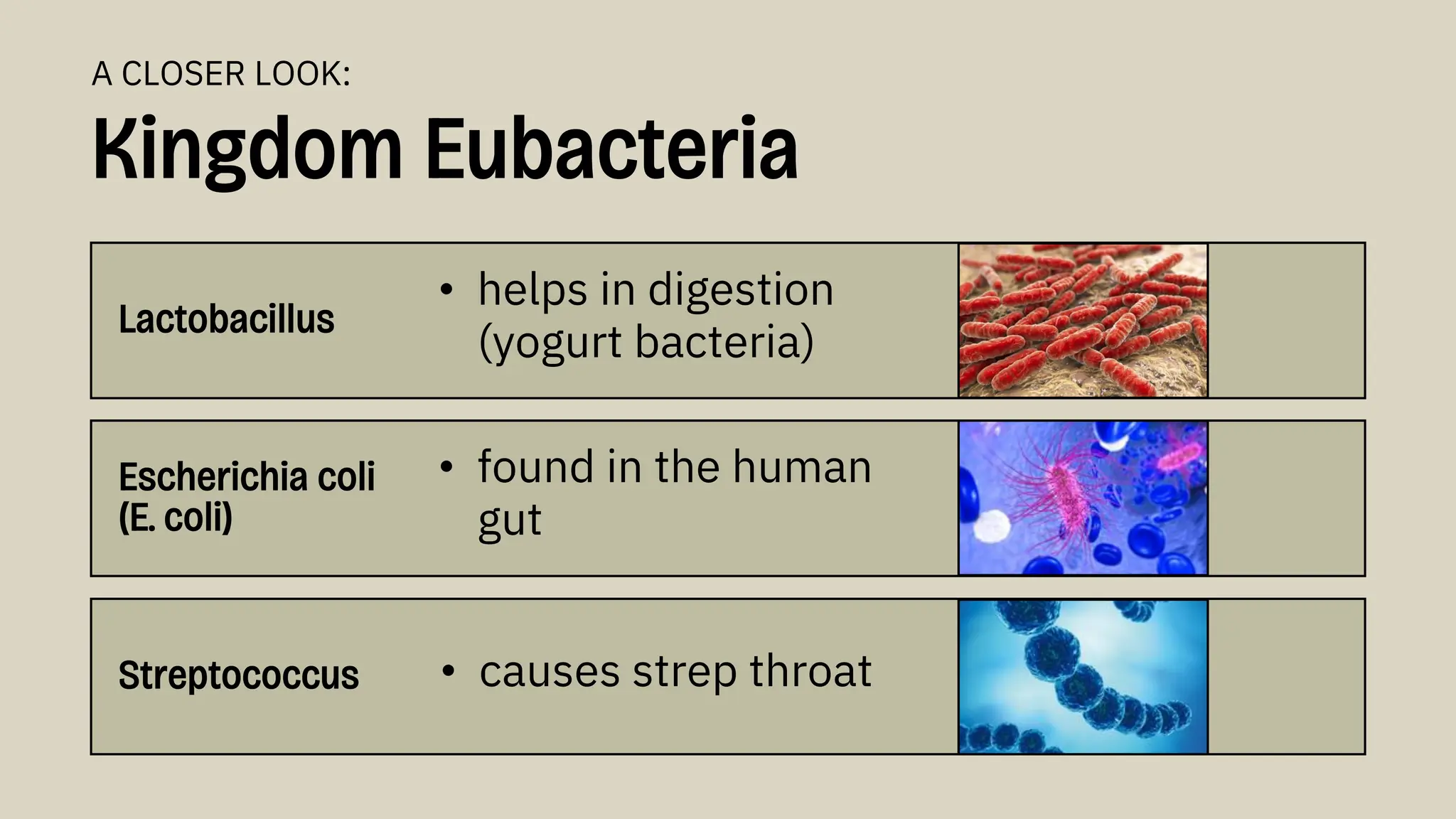 Kingdom Eubacteria
Lactobacillus
• helps in digestion
(yogurt bacteria)
A CLOSER LOOK:
Escherichia coli
(E. coli)
Streptococcus
• found in the human
gut
• causes strep throat
 