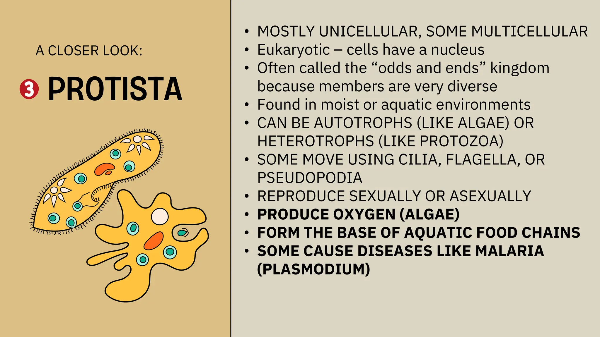 • MOSTLY UNICELLULAR, SOME MULTICELLULAR
• Eukaryotic – cells have a nucleus
• Often called the “odds and ends” kingdom
because members are very diverse
• Found in moist or aquatic environments
• CAN BE AUTOTROPHS (LIKE ALGAE) OR
HETEROTROPHS (LIKE PROTOZOA)
• SOME MOVE USING CILIA, FLAGELLA, OR
PSEUDOPODIA
• REPRODUCE SEXUALLY OR ASEXUALLY
• PRODUCE OXYGEN (ALGAE)
• FORM THE BASE OF AQUATIC FOOD CHAINS
• SOME CAUSE DISEASES LIKE MALARIA
(PLASMODIUM)
A CLOSER LOOK:
PROTISTA
 