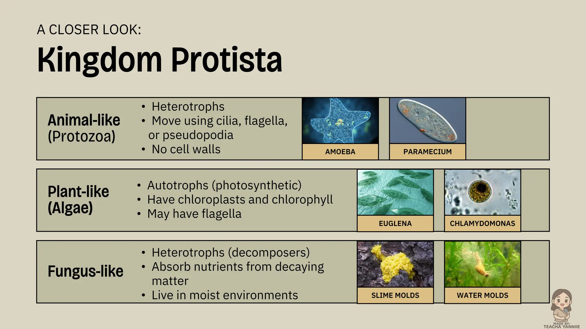 Animal-like
(Protozoa)
• Heterotrophs
• Move using cilia, flagella,
or pseudopodia
• No cell walls AMOEBA PARAMECIUM
EUGLENA CHLAMYDOMONAS
SLIME MOLDS WATER MOLDS
Kingdom Protista
A CLOSER LOOK:
Plant-like
(Algae)
Fungus-like
• Autotrophs (photosynthetic)
• Have chloroplasts and chlorophyll
• May have flagella
• Heterotrophs (decomposers)
• Absorb nutrients from decaying
matter
• Live in moist environments
 
