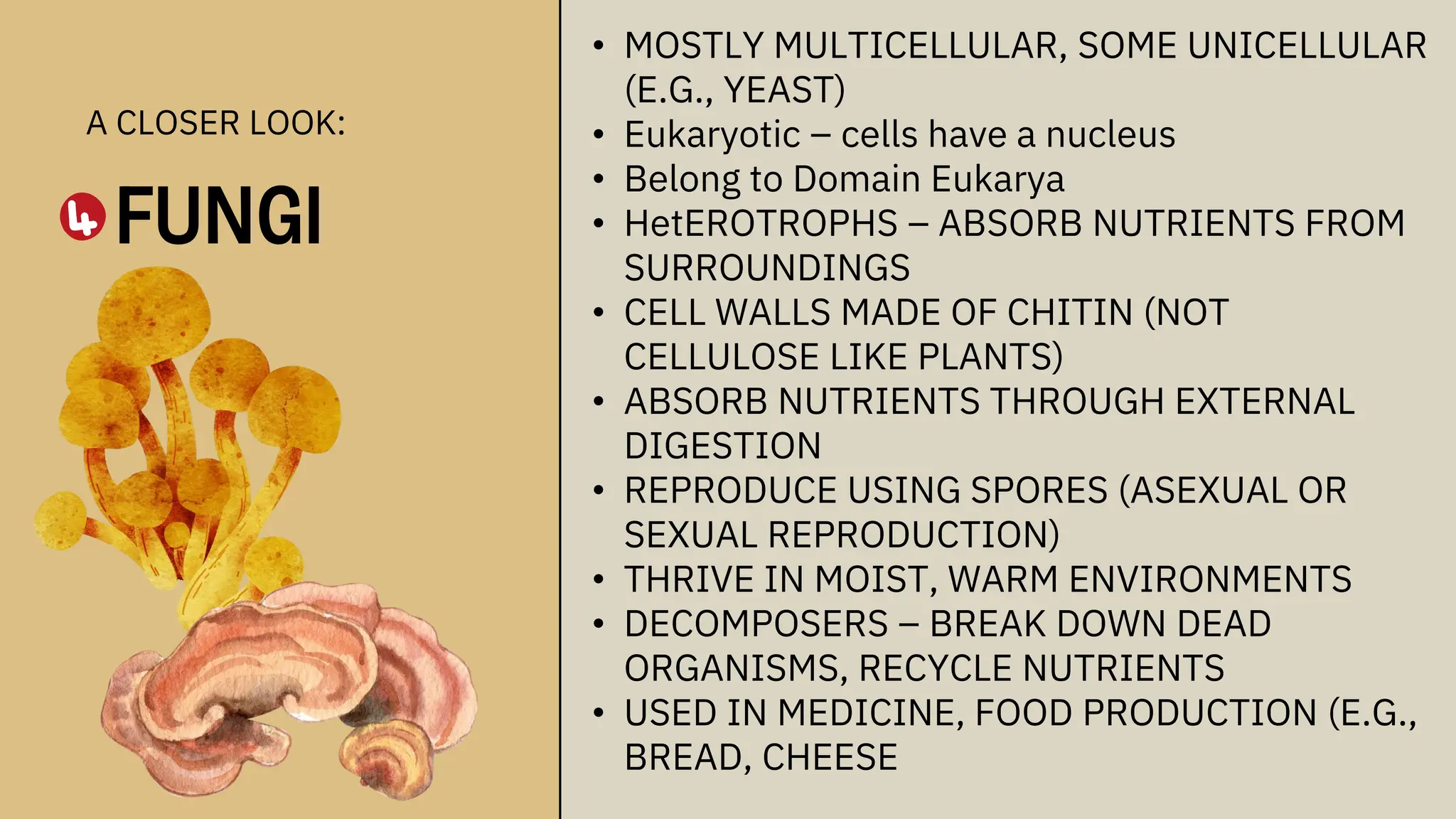 • MOSTLY MULTICELLULAR, SOME UNICELLULAR
(E.G., YEAST)
• Eukaryotic – cells have a nucleus
• Belong to Domain Eukarya
• HetEROTROPHS – ABSORB NUTRIENTS FROM
SURROUNDINGS
• CELL WALLS MADE OF CHITIN (NOT
CELLULOSE LIKE PLANTS)
• ABSORB NUTRIENTS THROUGH EXTERNAL
DIGESTION
• REPRODUCE USING SPORES (ASEXUAL OR
SEXUAL REPRODUCTION)
• THRIVE IN MOIST, WARM ENVIRONMENTS
• DECOMPOSERS – BREAK DOWN DEAD
ORGANISMS, RECYCLE NUTRIENTS
• USED IN MEDICINE, FOOD PRODUCTION (E.G.,
BREAD, CHEESE
A CLOSER LOOK:
FUNGI
 