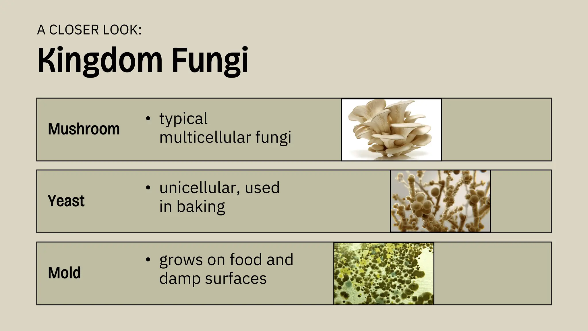 Mushroom
• typical
multicellular fungi
Kingdom Fungi
A CLOSER LOOK:
Yeast
Mold
• unicellular, used
in baking
• grows on food and
damp surfaces
 
