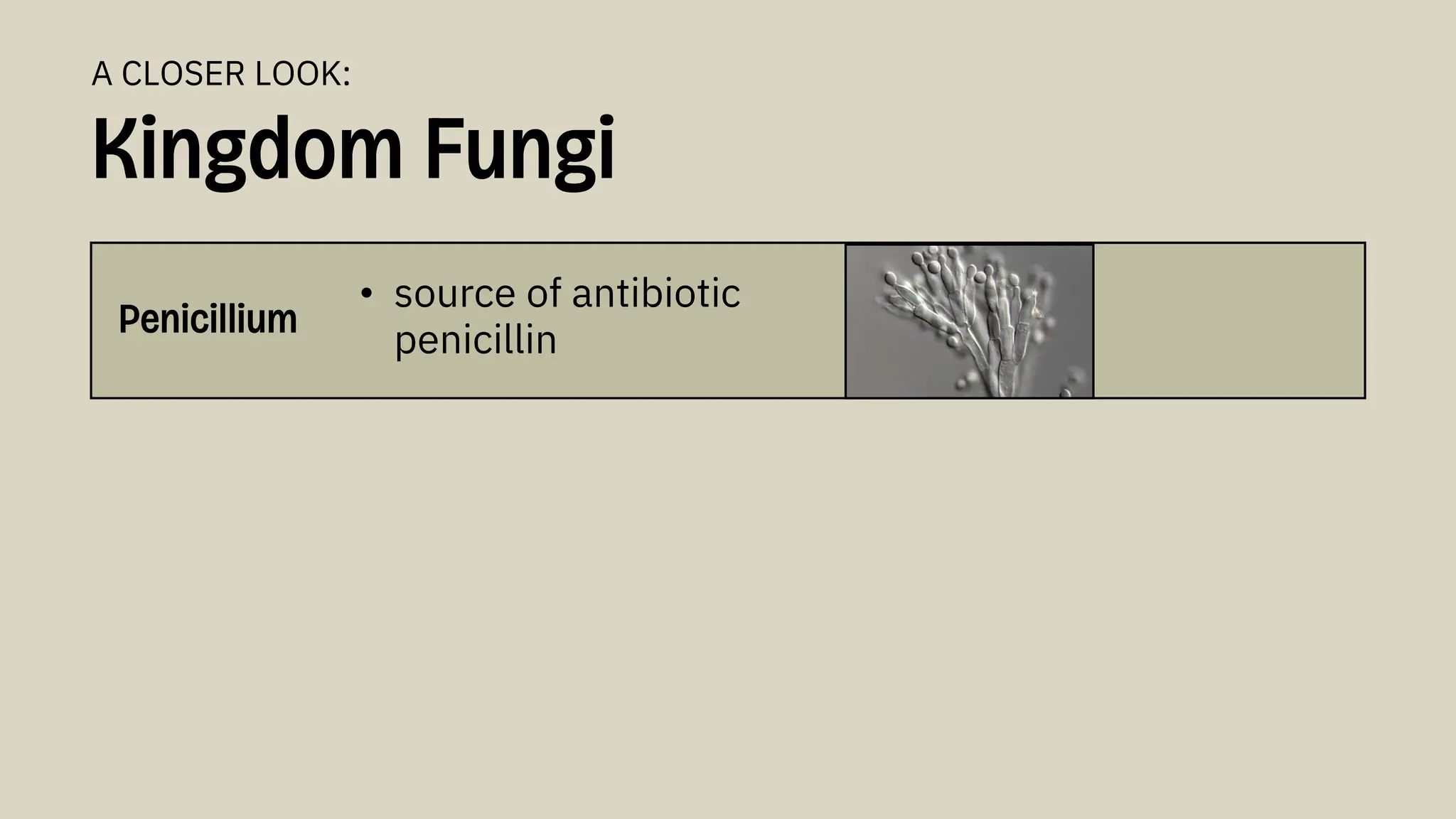 Penicillium
• source of antibiotic
penicillin
Kingdom Fungi
A CLOSER LOOK:
 