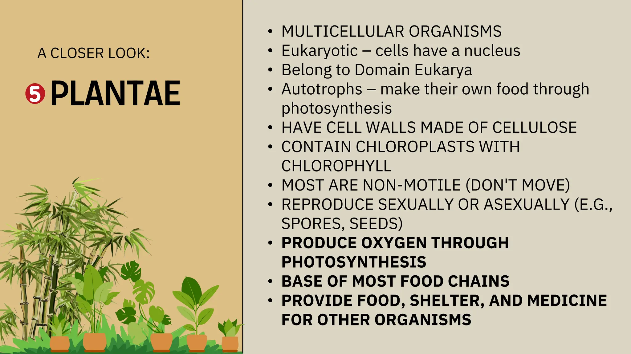 • MULTICELLULAR ORGANISMS
• Eukaryotic – cells have a nucleus
• Belong to Domain Eukarya
• Autotrophs – make their own food through
photosynthesis
• HAVE CELL WALLS MADE OF CELLULOSE
• CONTAIN CHLOROPLASTS WITH
CHLOROPHYLL
• MOST ARE NON-MOTILE (DON'T MOVE)
• REPRODUCE SEXUALLY OR ASEXUALLY (E.G.,
SPORES, SEEDS)
• PRODUCE OXYGEN THROUGH
PHOTOSYNTHESIS
• BASE OF MOST FOOD CHAINS
• PROVIDE FOOD, SHELTER, AND MEDICINE
FOR OTHER ORGANISMS
A CLOSER LOOK:
PLANTAE
 