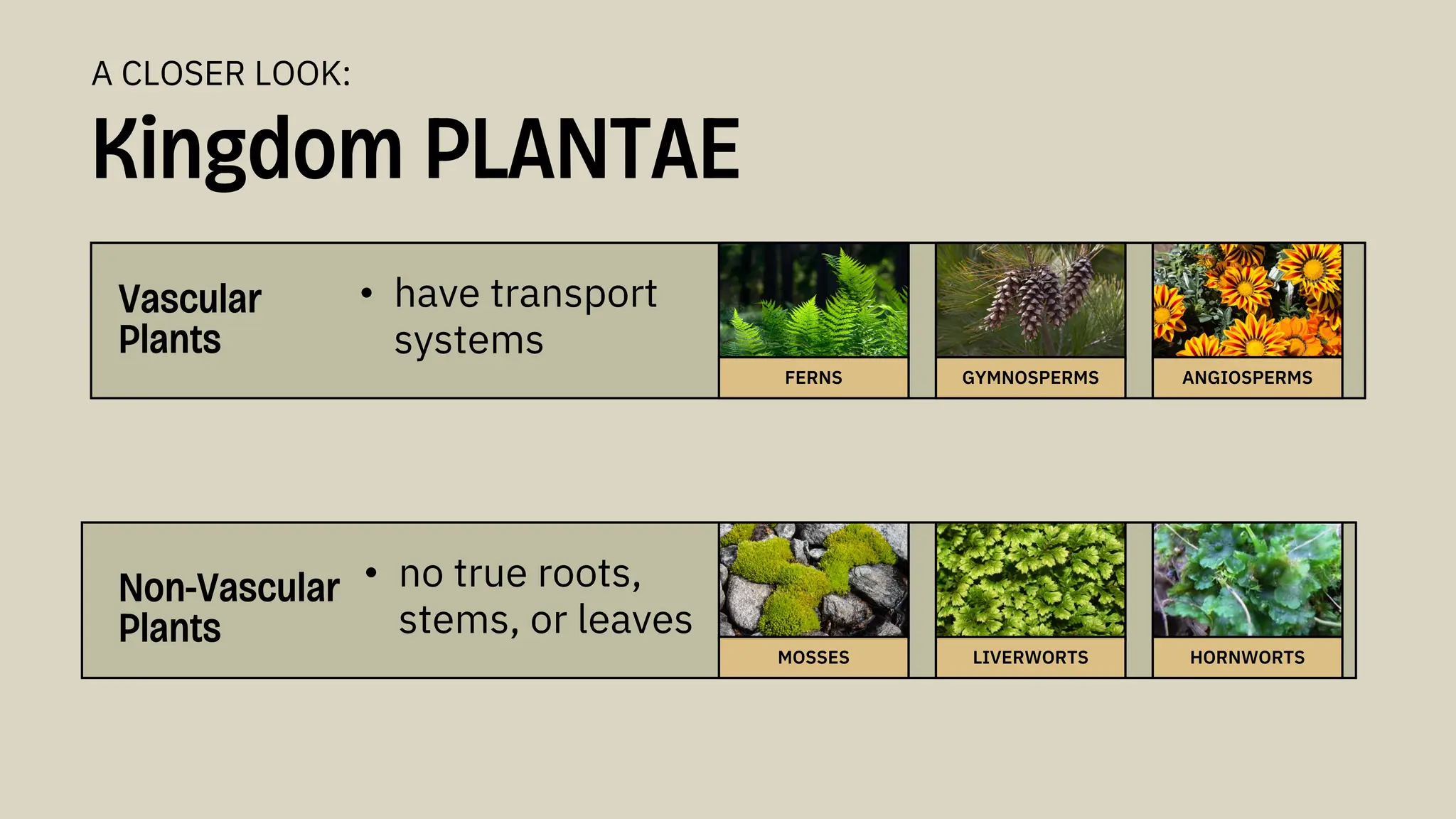 Vascular
Plants
• have transport
systems
Non-Vascular
Plants
• no true roots,
stems, or leaves
FERNS GYMNOSPERMS ANGIOSPERMS
MOSSES LIVERWORTS HORNWORTS
Kingdom PLANTAE
A CLOSER LOOK:
 