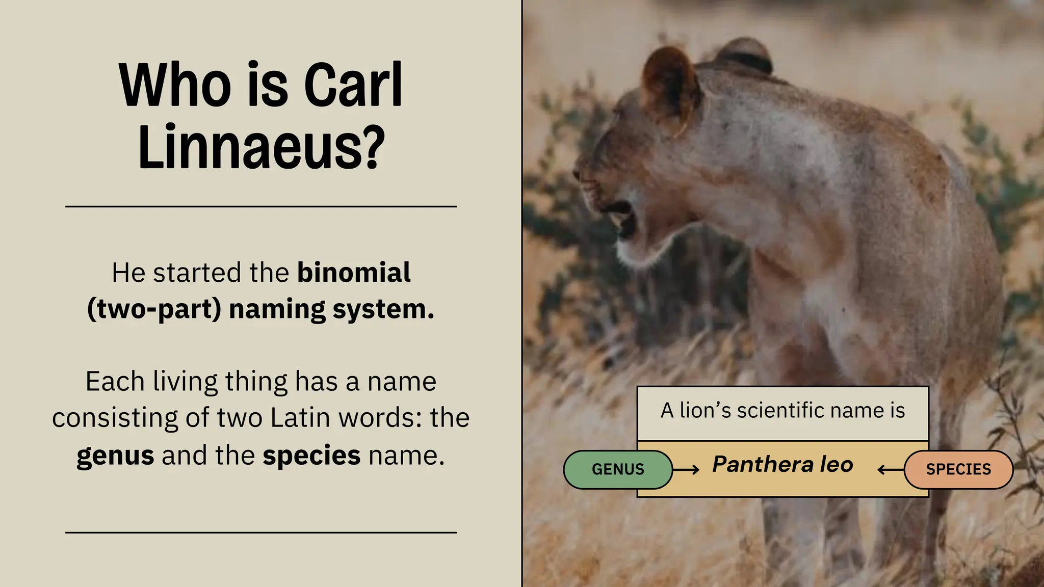 A lion’s scientific name is
Panthera leo
GENUS SPECIES
He started the binomial
(two-part) naming system.
Each living thing has a name
consisting of two Latin words: the
genus and the species name.
Who is Carl
Linnaeus?
 