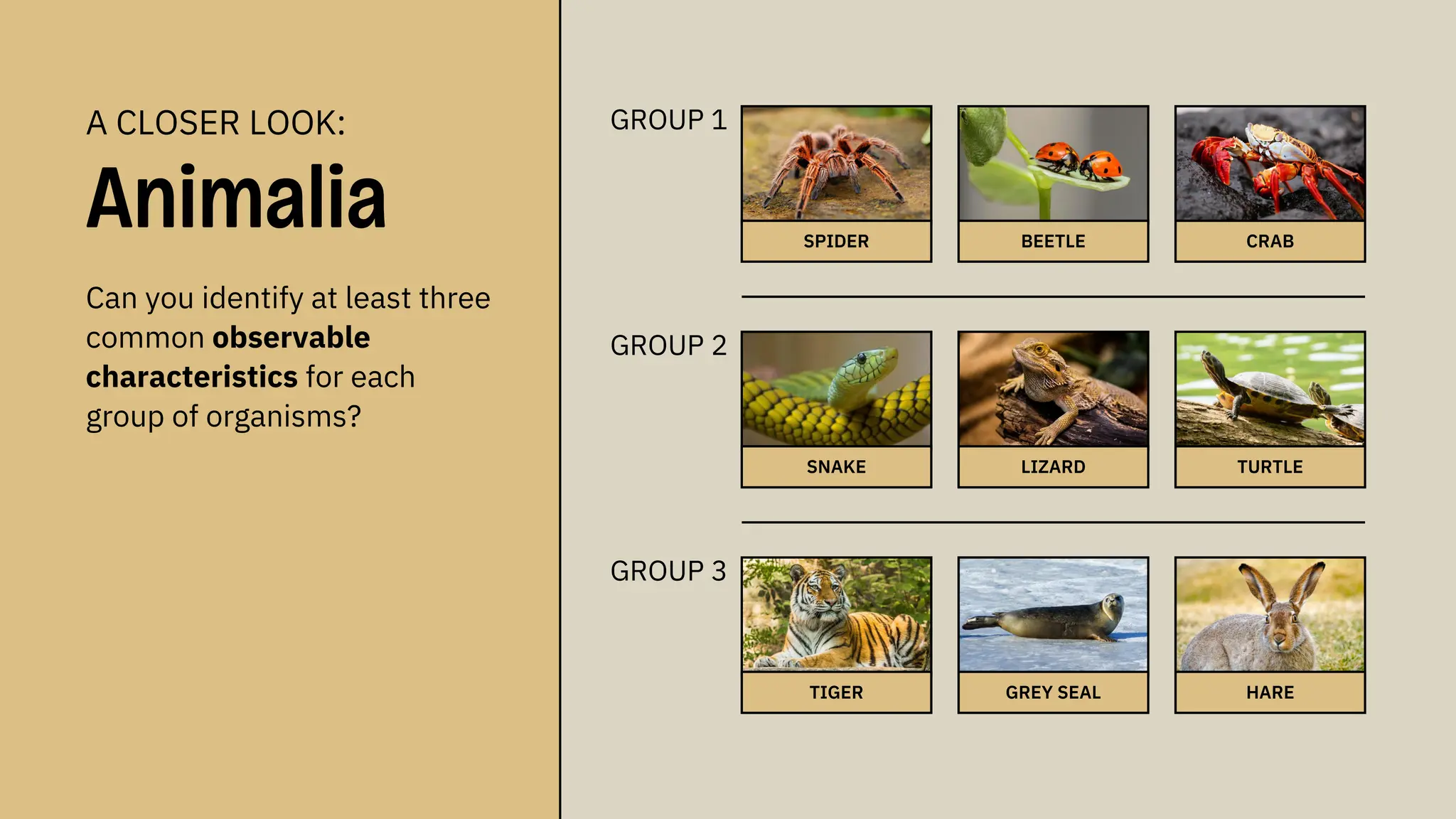 TIGER GREY SEAL HARE
TURTLE
SNAKE LIZARD
SPIDER BEETLE CRAB
A CLOSER LOOK:
Animalia
Can you identify at least three
common observable
characteristics for each
group of organisms?
GROUP 1
GROUP 2
GROUP 3
 