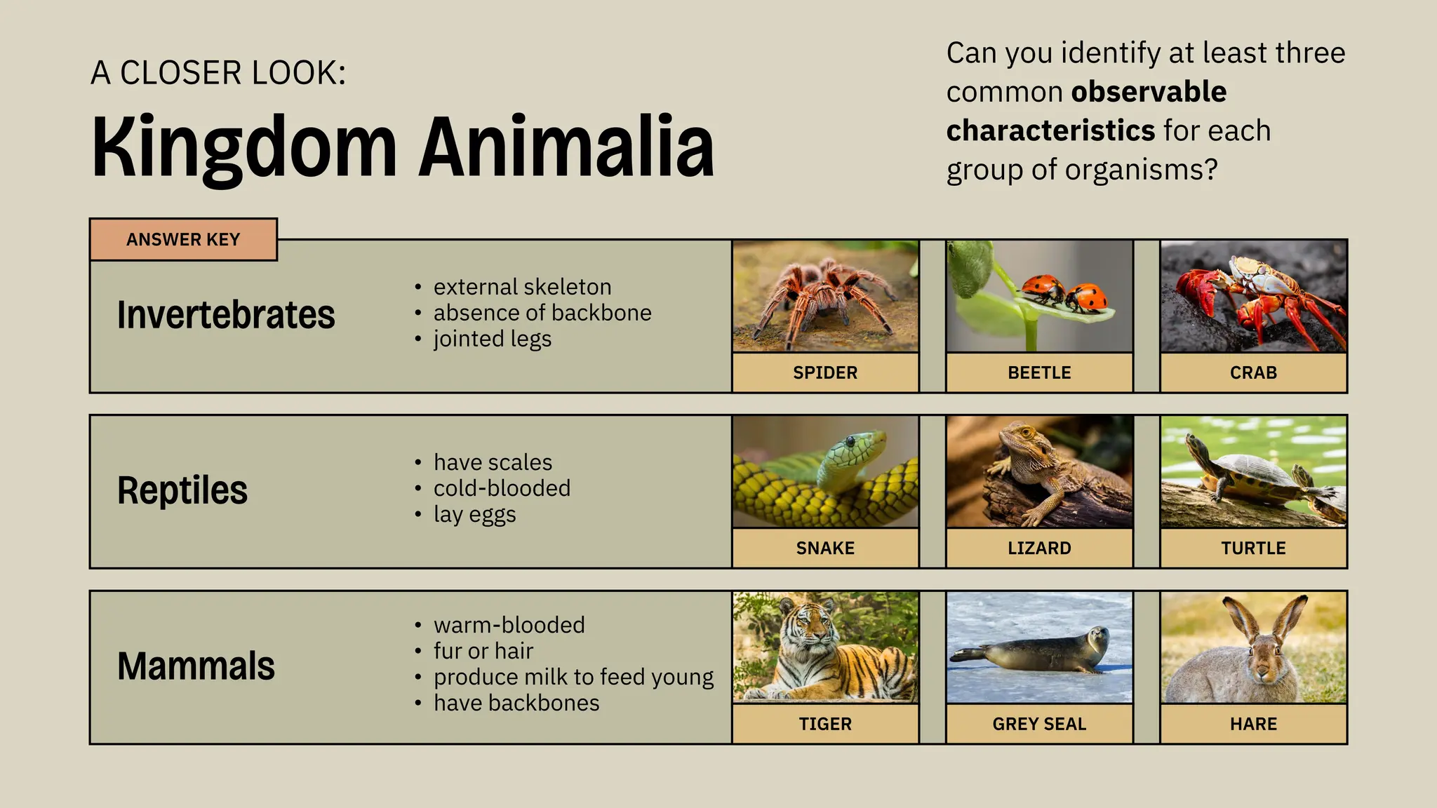 Kingdom Animalia
ANSWER KEY
Invertebrates
• external skeleton
• absence of backbone
• jointed legs
Can you identify at least three
common observable
characteristics for each
group of organisms?
A CLOSER LOOK:
Reptiles
• have scales
• cold-blooded
• lay eggs
Mammals
• warm-blooded
• fur or hair
• produce milk to feed young
• have backbones
TIGER GREY SEAL HARE
SNAKE LIZARD TURTLE
SPIDER BEETLE CRAB
 