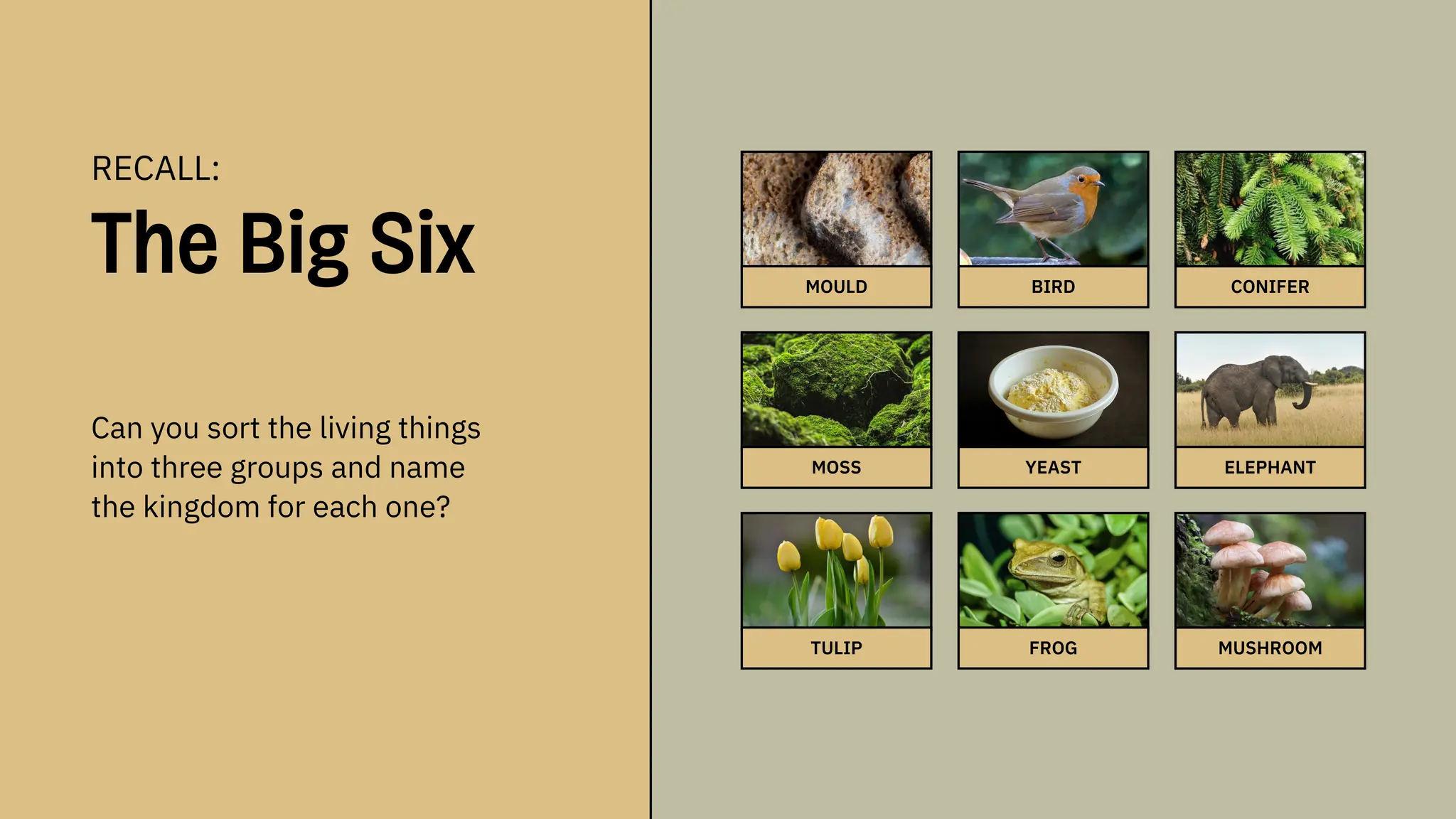 CONIFER
MOULD BIRD
MOSS YEAST ELEPHANT
TULIP FROG MUSHROOM
RECALL:
The Big Six
Can you sort the living things
into three groups and name
the kingdom for each one?
 