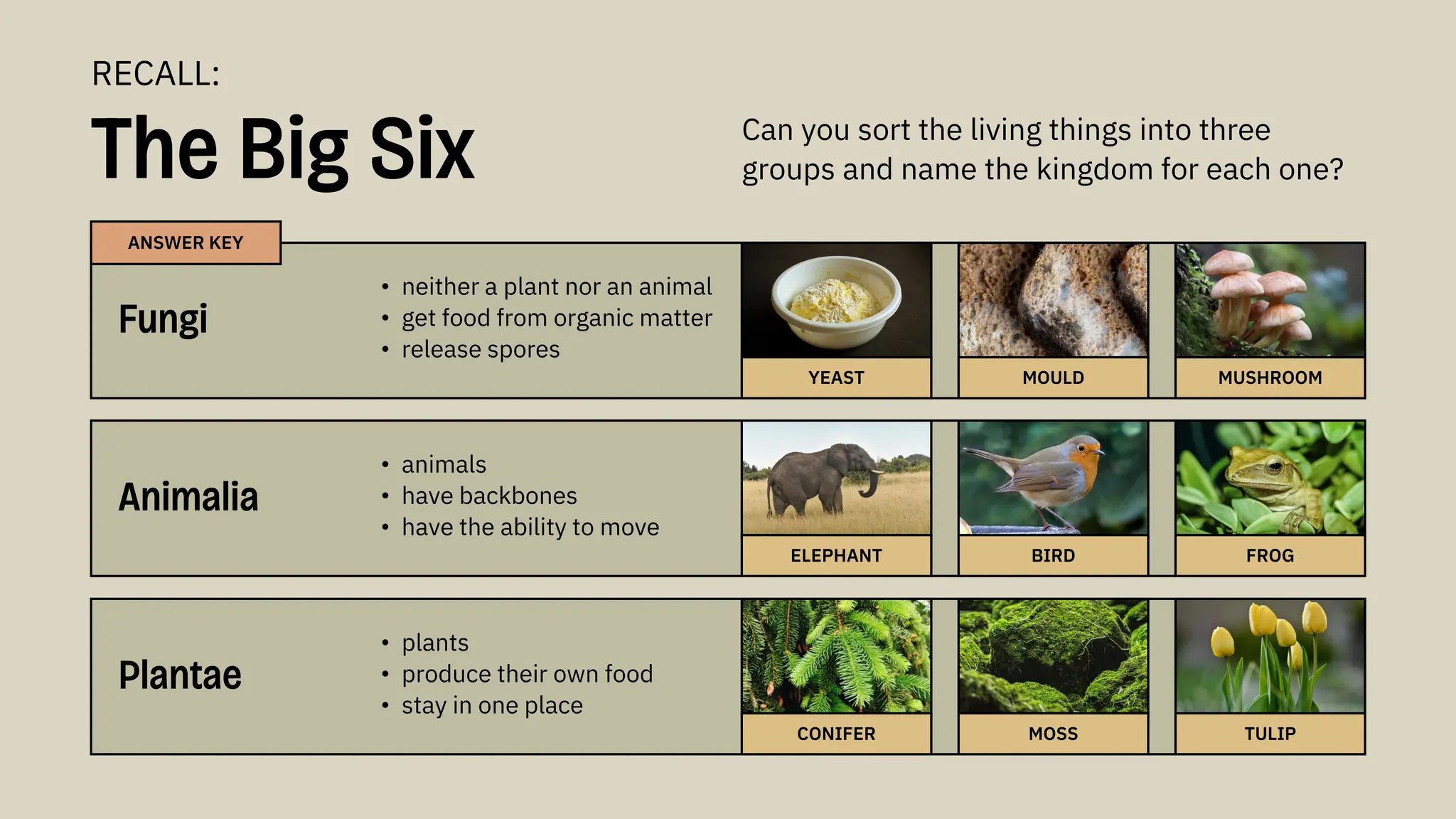 The Big Six
Fungi
• neither a plant nor an animal
• get food from organic matter
• release spores
Can you sort the living things into three
groups and name the kingdom for each one?
RECALL:
Animalia
• animals
• have backbones
• have the ability to move
Plantae
• plants
• produce their own food
• stay in one place
ANSWER KEY
CONIFER MOSS TULIP
ELEPHANT BIRD FROG
YEAST MOULD MUSHROOM
 