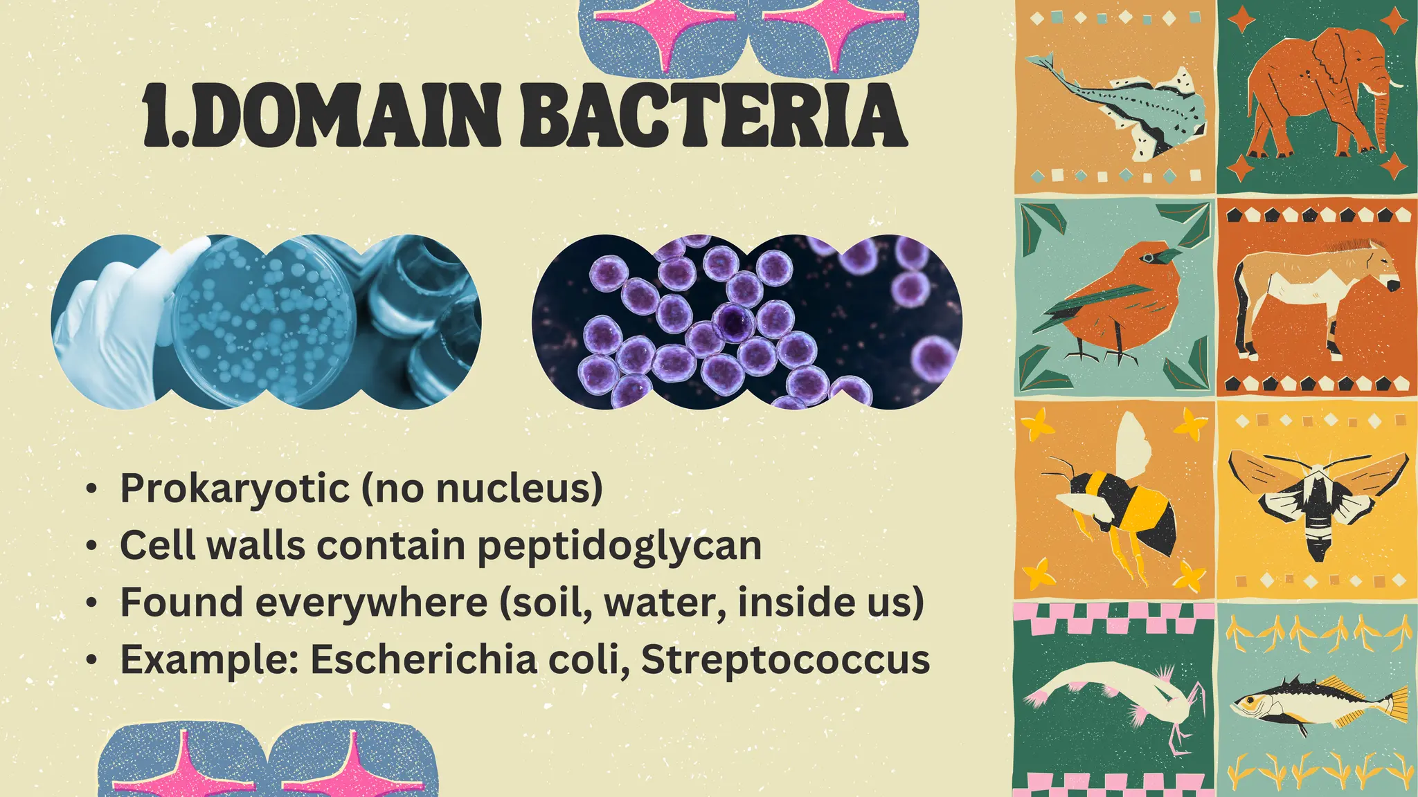 • Prokaryotic (no nucleus)
• Cell walls contain peptidoglycan
• Found everywhere (soil, water, inside us)
• Example: Escherichia coli, Streptococcus
 