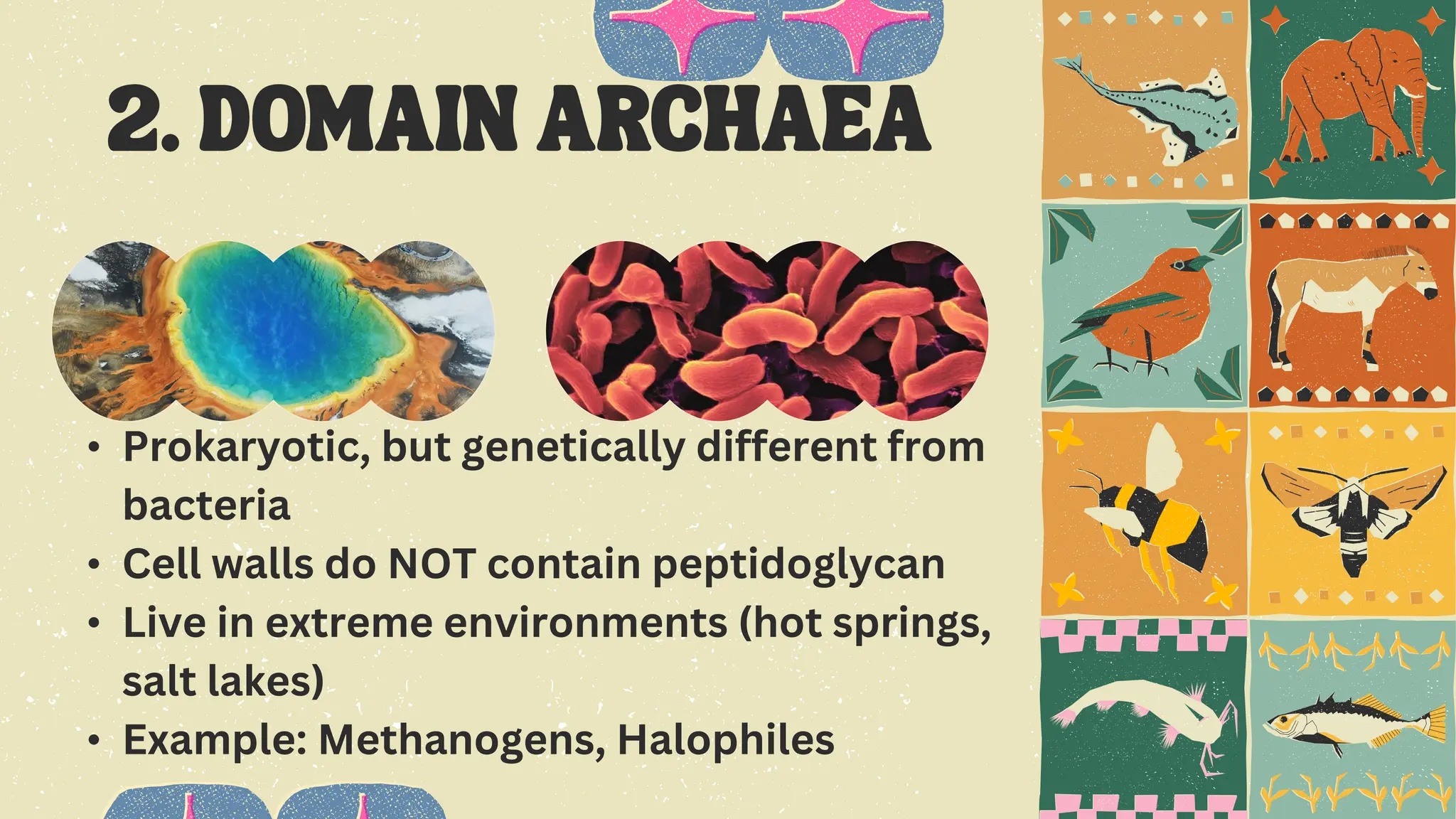 • Prokaryotic, but genetically different from
bacteria
• Cell walls do NOT contain peptidoglycan
• Live in extreme environments (hot springs,
salt lakes)
• Example: Methanogens, Halophiles
 