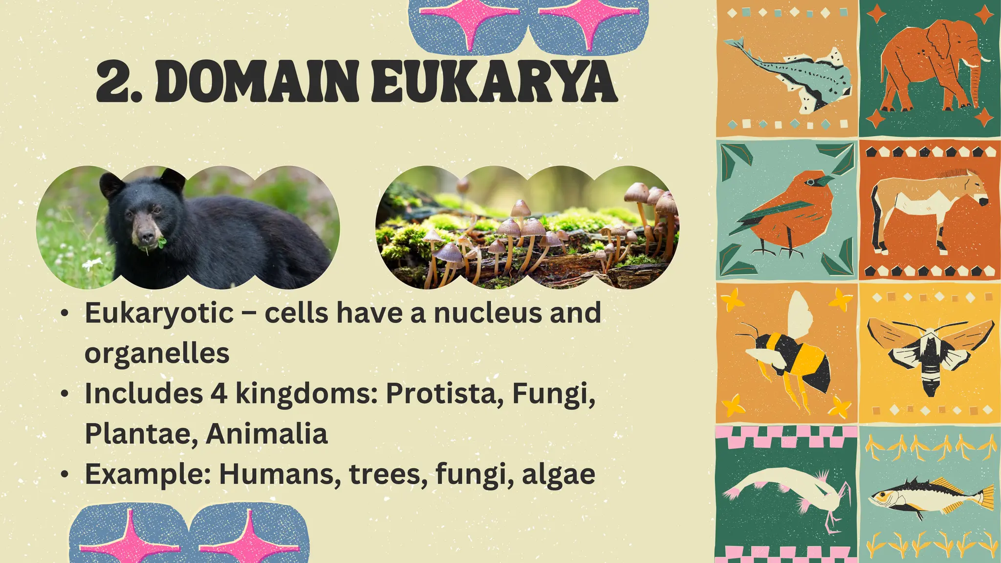 • Eukaryotic – cells have a nucleus and
organelles
• Includes 4 kingdoms: Protista, Fungi,
Plantae, Animalia
• Example: Humans, trees, fungi, algae
 