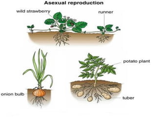 Reproduction By Roots Lesson 15 reproduction from roots leaves and stems | PPT