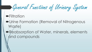 General Functions of Urinary System
Filtration
Urine Formation (Removal of Nitrogenous
Waste)
Reabsorption of Water, minerals, elements
and compounds
 