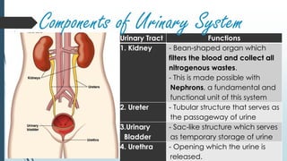 Urinary Tract Functions
1. Kidney - Bean-shaped organ which
filters the blood and collect all
nitrogenous wastes.
- This is made possible with
Nephrons, a fundamental and
functional unit of this system
2. Ureter - Tubular structure that serves as
the passageway of urine
3.Urinary
Bladder
- Sac-like structure which serves
as temporary storage of urine
4. Urethra - Opening which the urine is
released.
Components of Urinary System
 
