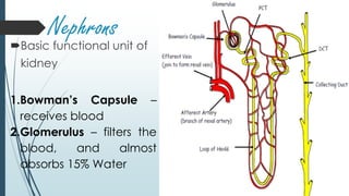 Nephrons
Basic functional unit of
kidney
1.Bowman’s Capsule –
receives blood
2.Glomerulus – filters the
blood, and almost
absorbs 15% Water
 
