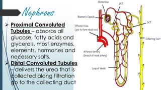 Nephrons
 Proximal Convoluted
Tubules – absorbs all
glucose, fatty acids and
glycerols, most enzymes,
elements, hormones and
necessary salts.
 Distal Convoluted Tubules
– delivers the urea that is
collected along filtration
go to the collecting duct
 