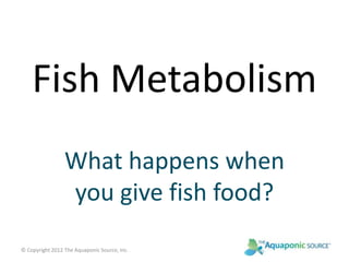 Fish Metabolism 
What happens when 
you give fish food? 
© Copyright 2012 The Aquaponic Source, Inc. 
 