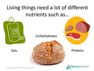 Living things need a lot of different 
nutrients such as… 
Fats 
Carbohydrates 
Proteins 
© Copyright 2012 The Aquaponic Source, Inc. 
 
