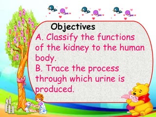 Objectives
A. Classify the functions
of the kidney to the human
body.
B. Trace the process
through which urine is
produced.
 