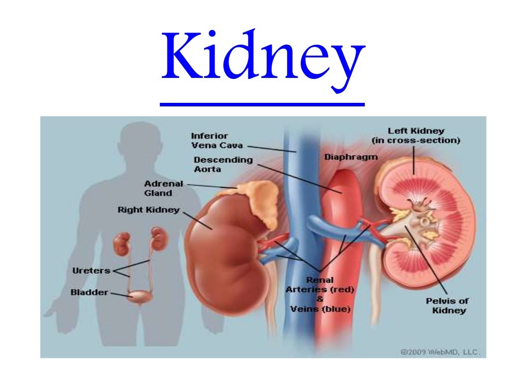 lesson-16-what-are-the-functions-of-the-kidneys