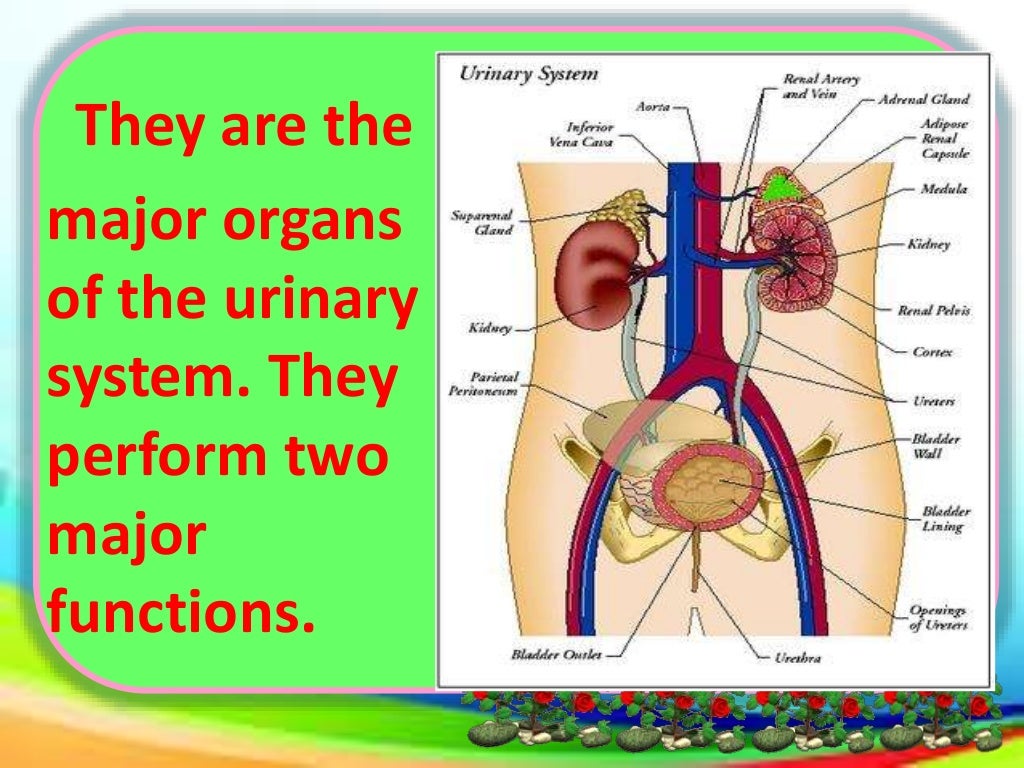 Lesson 16 what are the functions of the kidneys