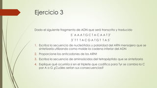 Ejercicio 3
Dado el siguiente fragmento de ADN que será transcrito y traducido
5´ A A A T G C T A C A A T 3’
3´ T T T A C G A T G T T A 5´
1. Escriba la secuencia de nucleótidos y polaridad del ARN mensajero que se
sintetizaría utilizando como molde la cadena inferior del ADN
2. Proporcione los anticodones de los ARNt
3. Escriba la secuencia de aminoácidos del tetrapéptido que se sintetizaría
4. Explique qué ocurriría si en el triplete que codifica para Tyr se cambia la C
por A o G ¿Cuáles serían sus consecuencias?
 