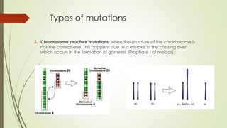 Types of mutations
2. Chromosome structure mutations: when the structure of the chromosome is
not the correct one. This happens due to a mistake in the crossing over
which occurs in the formation of gametes (Prophase I of meiosis).
 