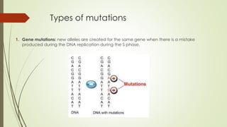 Types of mutations
1. Gene mutations: new alleles are created for the same gene when there is a mistake
produced during the DNA replication during the S phase.
 