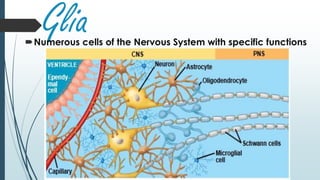 GliaNumerous cells of the Nervous System with specific functions
 