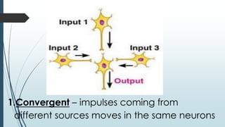 1.Convergent – impulses coming from
different sources moves in the same neurons
 