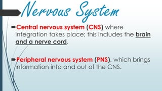 Nervous System
Central nervous system (CNS) where
integration takes place; this includes the brain
and a nerve cord.
Peripheral nervous system (PNS), which brings
information into and out of the CNS.
 