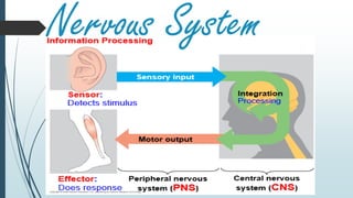 Nervous System
 