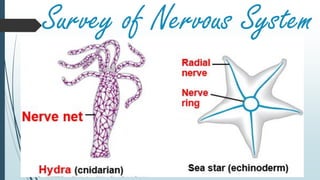 Survey of Nervous System
 