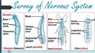 Survey of Nervous System
 
