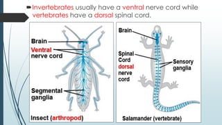 Invertebrates usually have a ventral nerve cord while
vertebrates have a dorsal spinal cord.
 