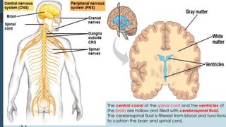 The central canal of the spinal cord and the ventricles of
the brain are hollow and filled with cerebrospinal fluid.
The cerebrospinal fluid is filtered from blood and functions
to cushion the brain and spinal cord.
 