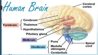 Human Brain
 