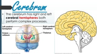 Cerebrum• The cerebrum has right and left
cerebral hemispheres both
perform complex processes.
 