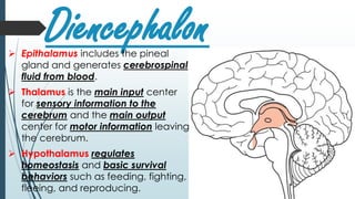 Diencephalon Epithalamus includes the pineal
gland and generates cerebrospinal
fluid from blood.
 Thalamus is the main input center
for sensory information to the
cerebrum and the main output
center for motor information leaving
the cerebrum.
 Hypothalamus regulates
homeostasis and basic survival
behaviors such as feeding, fighting,
fleeing, and reproducing.
 